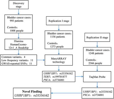 The Rare Variant rs35356162 in UHRF1BP1 Increases Bladder Cancer Risk in Han Chinese Population